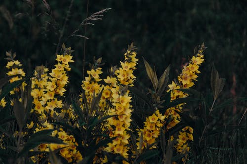 黄色花瓣花场的浅焦点摄影 · 免费素材图片