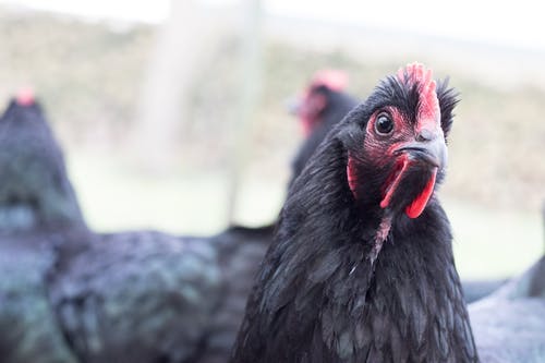Ayam Cemani鸡的特写照片 · 免费素材图片