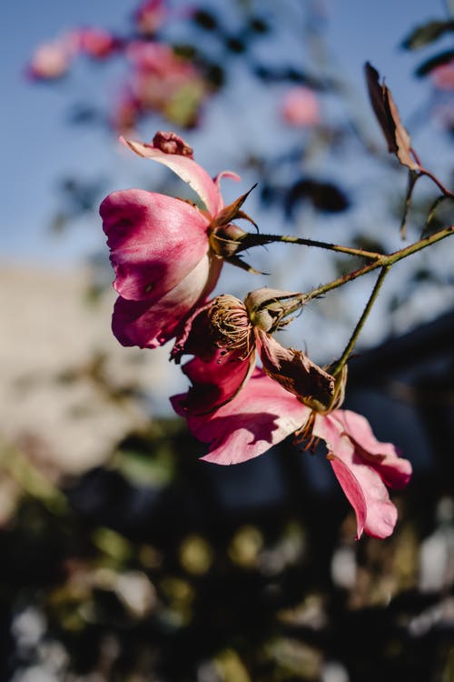 移轴镜头中的粉红色花朵 · 免费素材图片