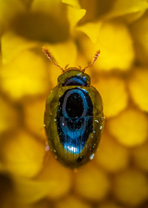 蓝甲虫的特写摄影 · 免费素材图片