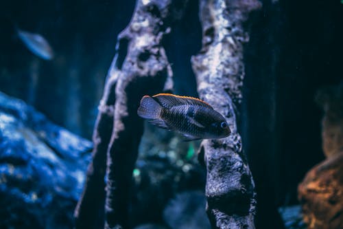 灰色丽鱼科鱼的选择性聚焦摄影 · 免费素材图片