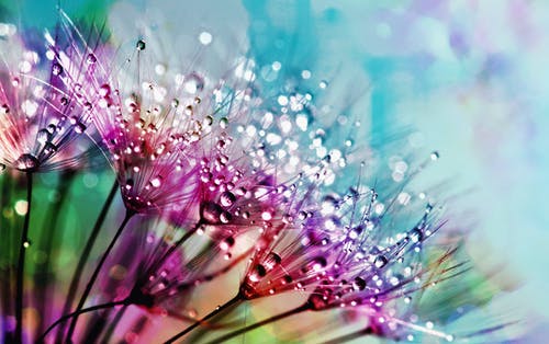 紫色的丝绸花朵与露珠的特写摄影 · 免费素材图片