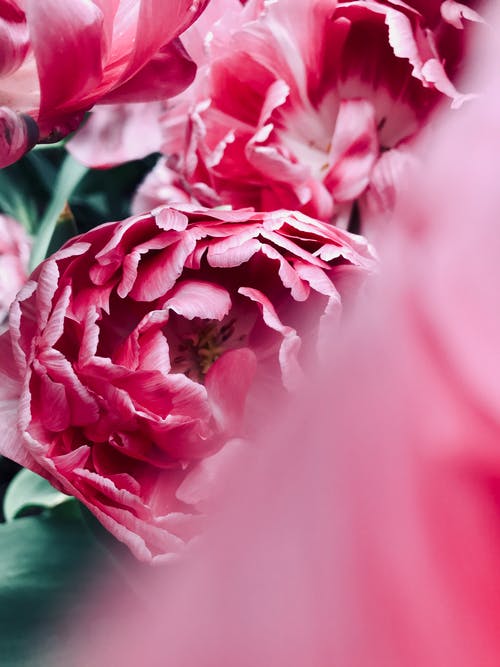 粉色花瓣的照片 · 免费素材图片