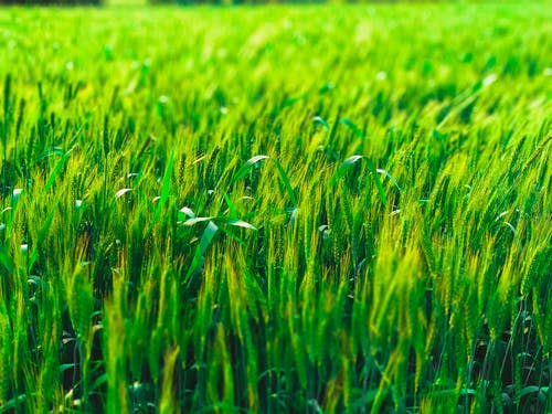 绿地照片 · 免费素材图片