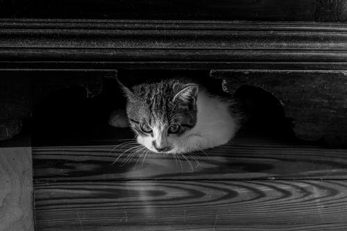 有关bw, 休息, 伴侣的免费素材图片