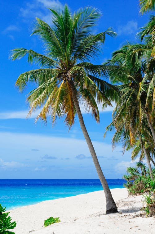蓝蓝的天空下的水体附近的椰子树 · 免费素材图片