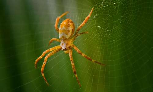Web上的argiope蜘蛛的特写摄影 · 免费素材图片