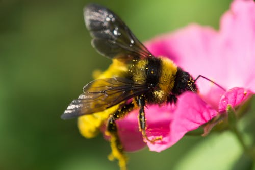 大黄蜂在粉红色的花瓣花上的特写照片 · 免费素材图片