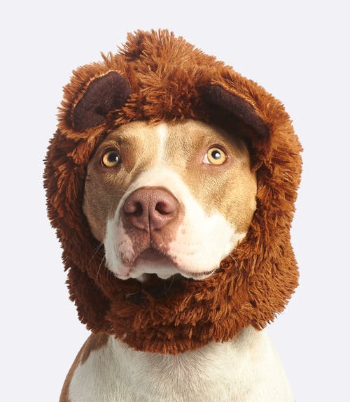 狗与棕色人造皮草头巾 · 免费素材图片