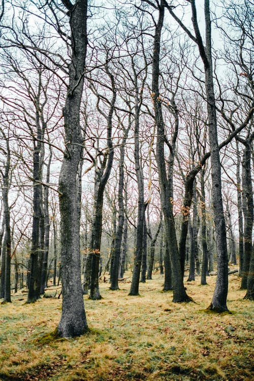 有关乾枯, 光秃秃的树木, 垂直拍摄的免费素材图片
