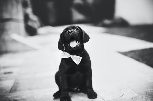 拉布拉多犬幼犬在灰度照片 · 免费素材图片
