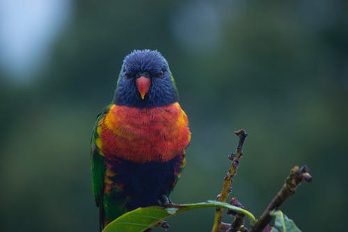 栖息的彩虹澳洲鹦鹉的特写照片 · 免费素材图片