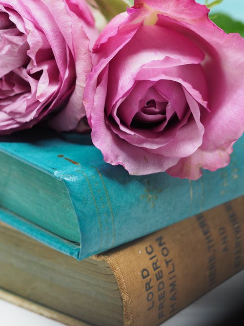 蓝色精装书上的粉红玫瑰花朵 · 免费素材图片