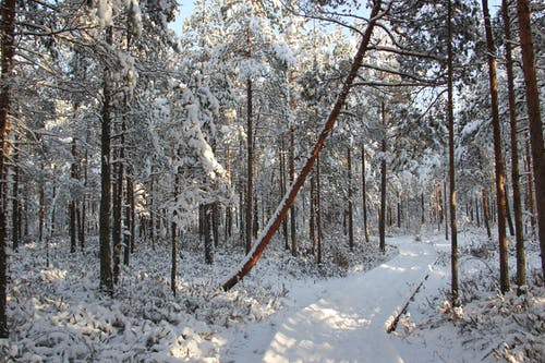 雪原森林 · 免费素材图片