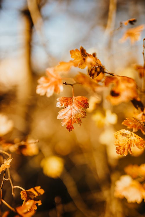 有关时间, 秋天, 秋天的颜色的免费素材图片