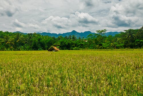 在绿色的田野中的房子 · 免费素材图片