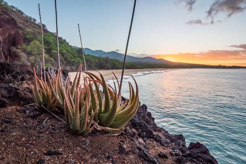 有关仙人掌, 假期, 夏威夷的免费素材图片