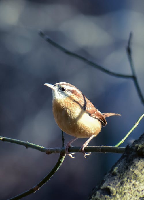 有关carolina wren, 分公司, 动物学的免费素材图片