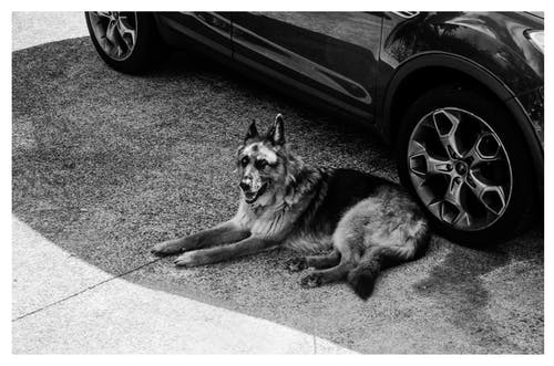 躺在地上的灰德国牧羊犬 · 免费素材图片