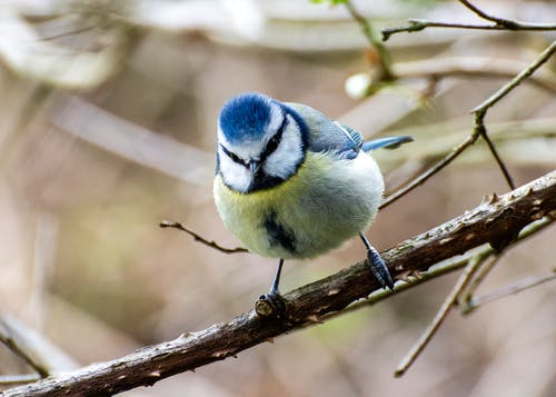 有关cyanistes caeruleus, 动物, 微距拍摄的免费素材图片