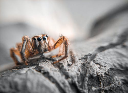 棕色跳跃蜘蛛的特写摄影 · 免费素材图片