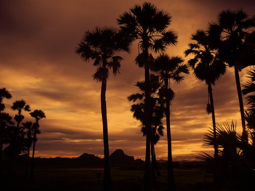 多云的日子里椰子树的剪影 · 免费素材图片