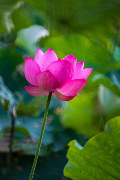 有关垂直拍摄, 景深, 植物群的免费素材图片