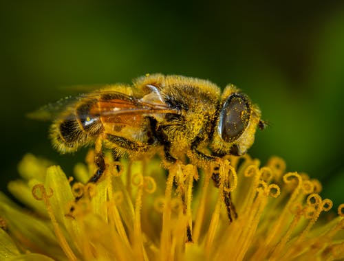 蜜蜂在花瓣上的宏观摄影 · 免费素材图片