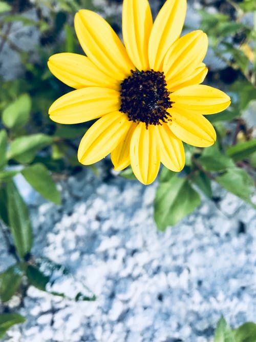 黄色雏菊花 · 免费素材图片
