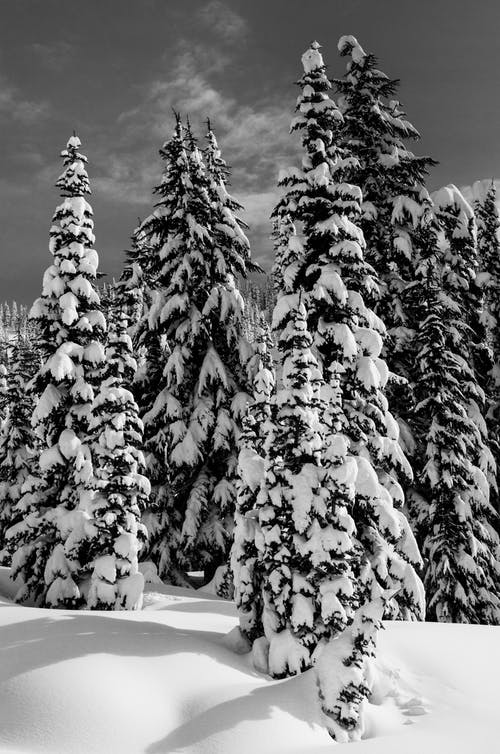 有关下雪的, 冬季景观, 垂直拍摄的免费素材图片