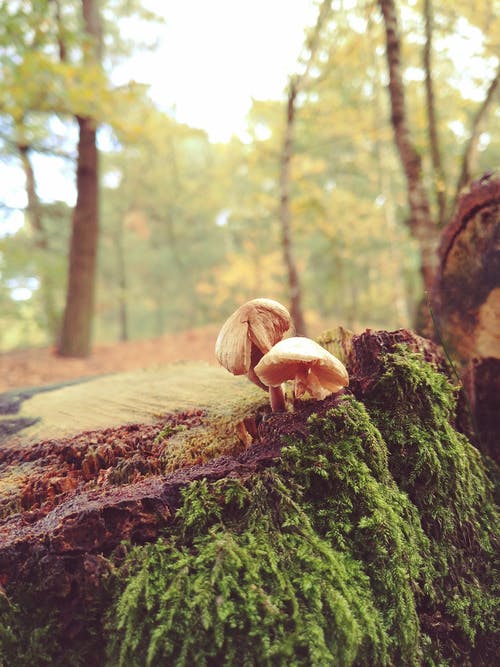 两个蘑菇与绿色的植物 · 免费素材图片