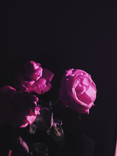 有关垂直拍摄, 树叶, 粉红玫瑰的免费素材图片