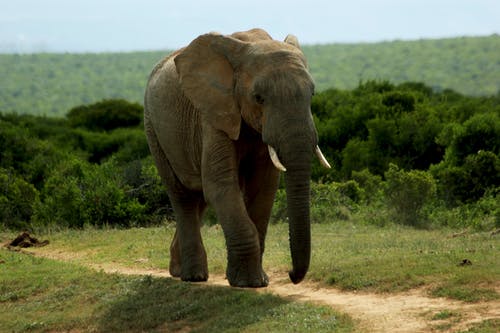 有关动物, 南非, 厚皮类动物的免费素材图片