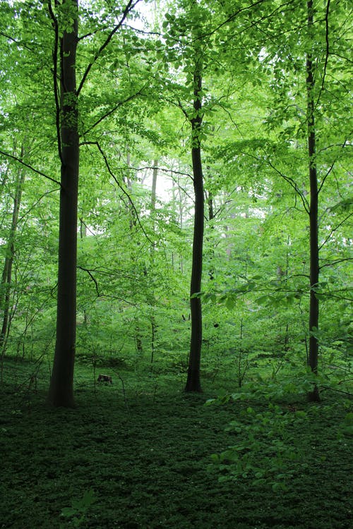 有关垂直拍摄, 森林, 榉木的免费素材图片