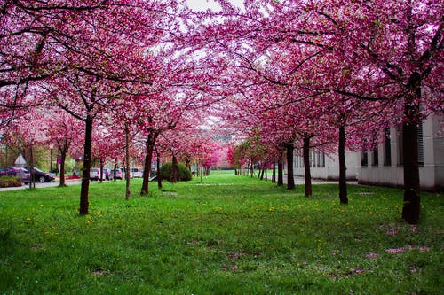 在绿草如茵的球场上的粉红色的叶子的树 · 免费素材图片
