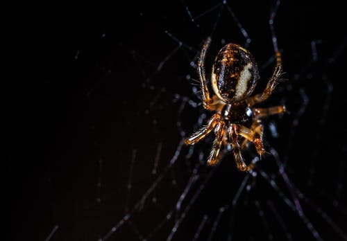 棕色宝珠编织蜘蛛 · 免费素材图片