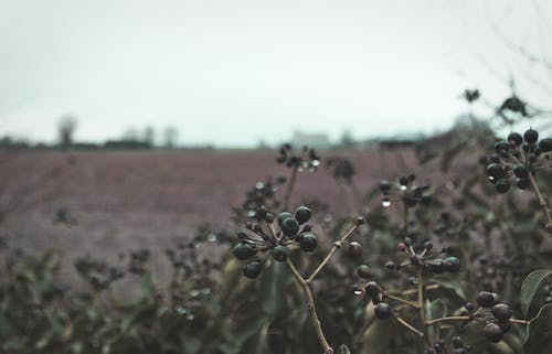 滴在黑色水果上的水 · 免费素材图片