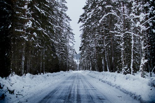 树木之间的雪道 · 免费素材图片
