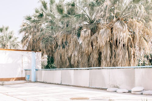 白色篱笆旁的棕榈树摄影 · 免费素材图片