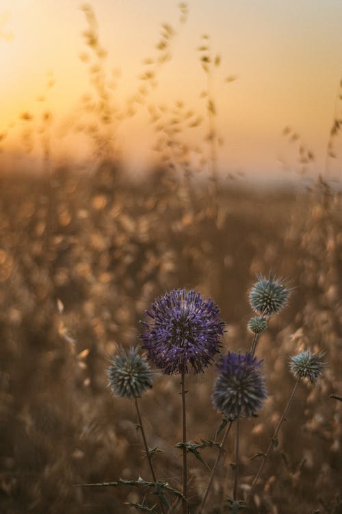 有关圆形, 垂直拍摄, 增长的免费素材图片
