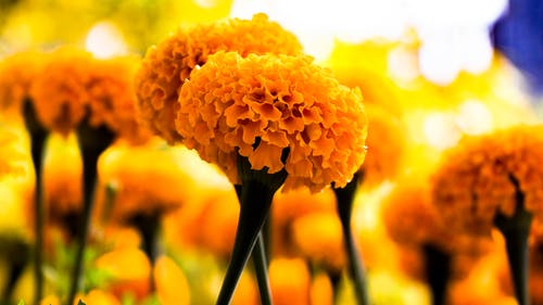 黄色花瓣花的选择性照片 · 免费素材图片