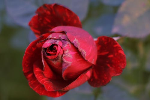 有关微距摄影, 植物群, 漂亮的免费素材图片