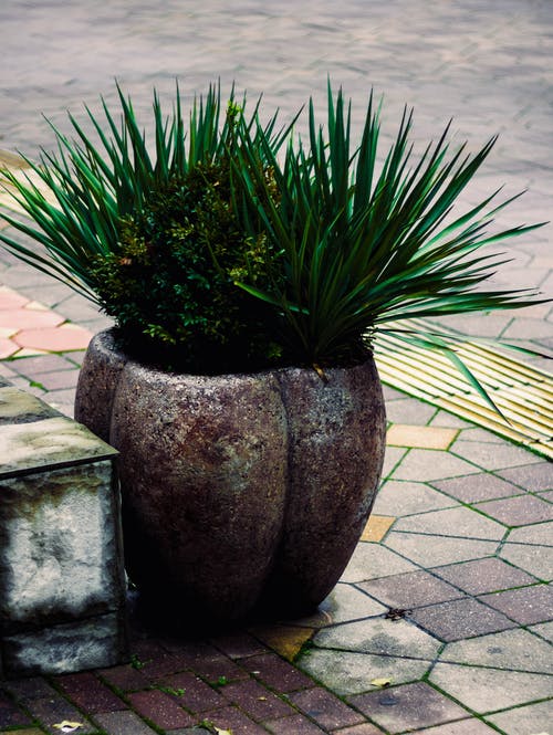 两种绿叶植物 · 免费素材图片