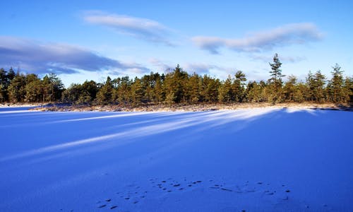 冬季森林照片 · 免费素材图片