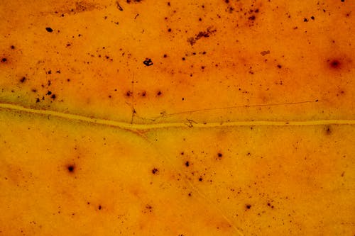 有关下落, 乾燥, 乾的的免费素材图片