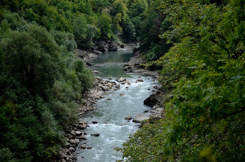 白天绿叶树之间的河 · 免费素材图片