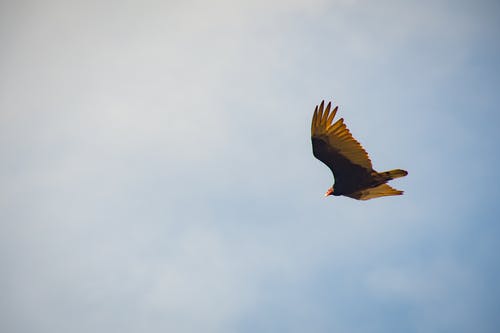 黑色和黄色的鸟飞 · 免费素材图片