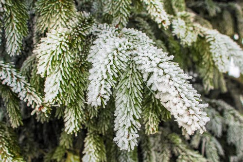 绿松树覆盖着雪 · 免费素材图片