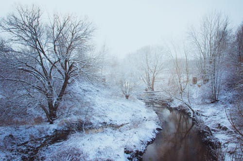 积雪覆盖的林地小溪 · 免费素材图片