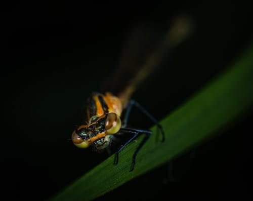 黄色和黑色的昆虫，在绿叶上的特写照片 · 免费素材图片